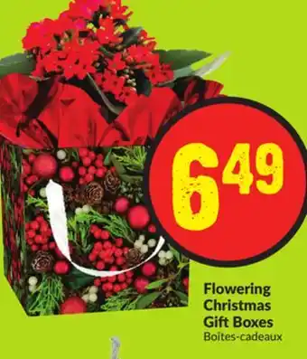 FreshCo Flowering christmas gift boxes offer