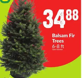 FreshCo Balsam fir trees 6-8 ft offer