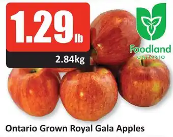 Starsky Ontario grown royal gala apples offer