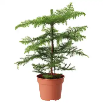 IKEA Araucaria potted plant, norfolk island pine, 6 offer