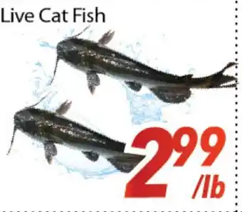 Bestco Food Mart Live cat fish offer