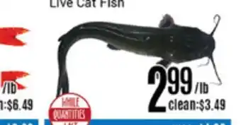 Nations Fresh Foods Live cat fish offer