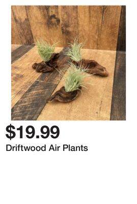 Terra Green Houses Driftwood air plants offer