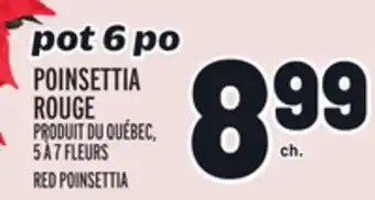 Metro Poinsettia rouge | red poinsettia offer