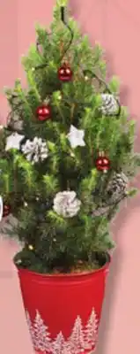 IGA Picea conica plant offer