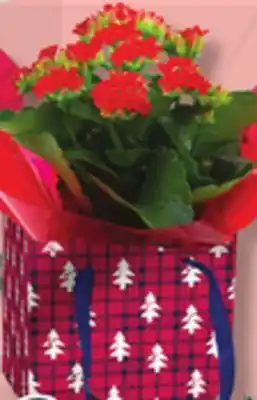 IGA Flowerer plant offer