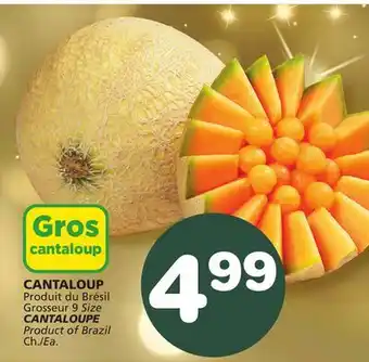 Marches Tradition Cantaloupe offer