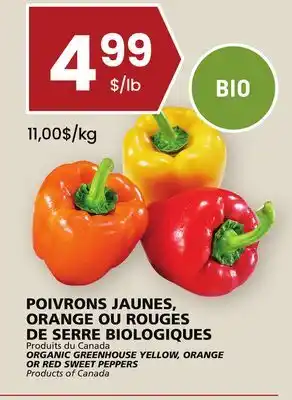 Rachelle-Bery Grocery Organic greenhouse yellow, orange or red sweet peppers offer