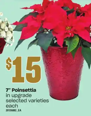 Loblaws 7 poinsettia offer