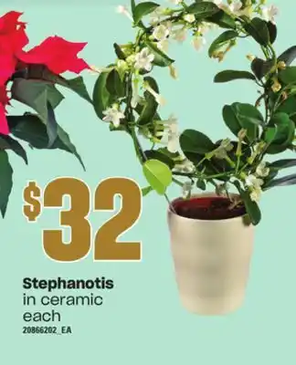 Loblaws Stephanotis in ceramic offer