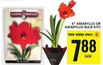 Food Basics 6 amaryllis or amaryllis bulb kits offer