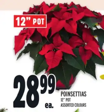 Metro Poinsettia offer