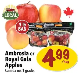 Farm Boy Ambrosia or royal gala apples offer