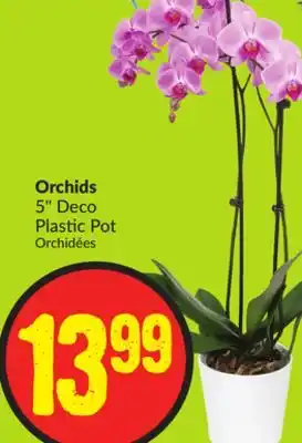 FreshCo Orchids 5 deco plastic pot offer