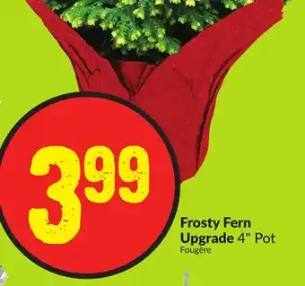 FreshCo Frosty fern upgrade 4 pot offer