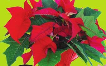 Chalo FreshCo Poinsettias 4.5 pot offer