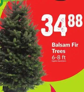 Chalo FreshCo Balsam fir trees 6-8 ft offer