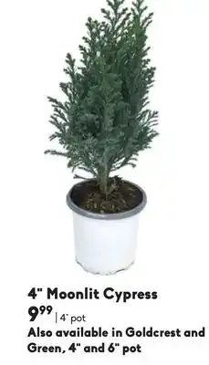 Sheridan Nurseries 4 moonlit cypress offer