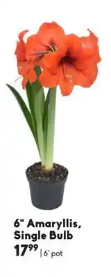 6 amaryllis, single bulb