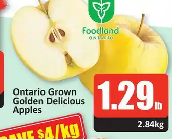 Starsky Ontario grown golden delicious apples offer