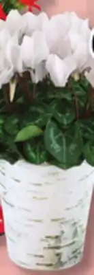 IGA Flowering plant or kalanchoe offer
