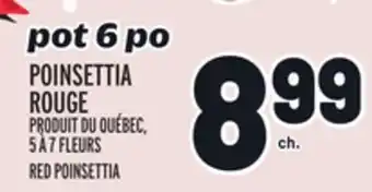 Metro Poinsettia rouge | red poinsettia offer