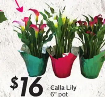 Sobeys Calla lily offer