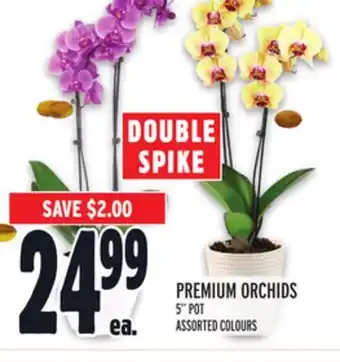 Metro Premium orchids offer