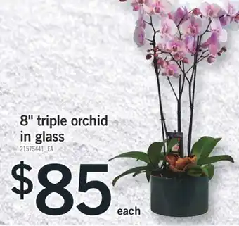 Fortinos 8 triple orchid in glass offer