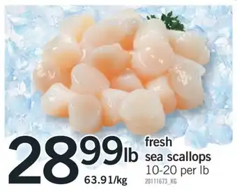 Fortinos Fresh sea scallops, 10-20 per lb offer