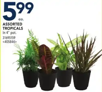 RONA Assorted tropicals offer