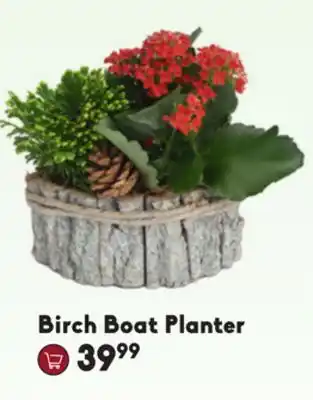 Sheridan Nurseries Birch boat planter offer