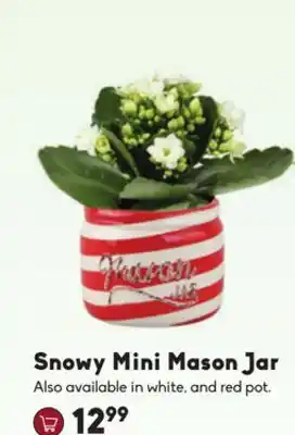 Sheridan Nurseries Snowy mini mason jar offer