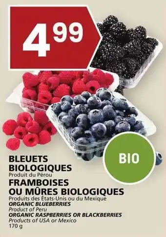 Rachelle-Bery Grocery ORGANIC BLUEBERRIES, ORGANIC RASPBERRIES OR BLACKBERRIES 170g offer