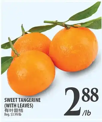 Al Premium Food Mart SWEET TANGERINE (WITH LEAVES) offer