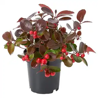 IKEA Gaultheria procumbens potted plant, wintergreen, 4 offer