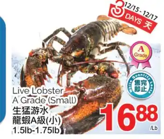 T&T Supermarket Live lobster a grade, 1.5lb-1.75 lb offer