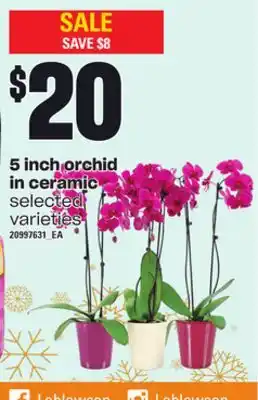 Loblaws 5 inch orchid in ceramic offer