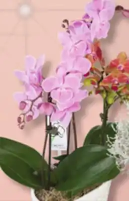 IGA Festive or orchids garden offer