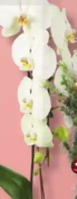 IGA Orchid offer