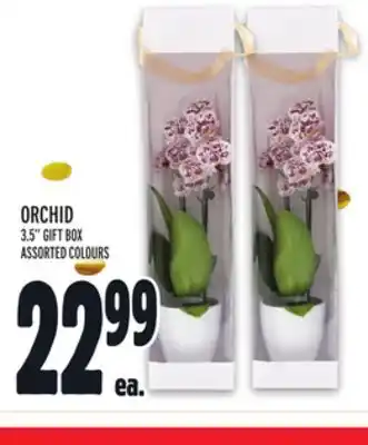Metro Orchid offer
