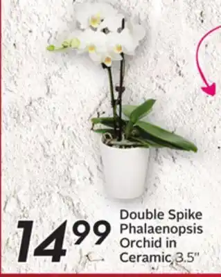 Sobeys Double spike phalaenopsis orchid in ceramic offer