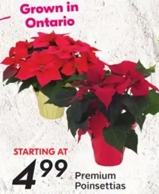 Sobeys Premium poinsettias offer