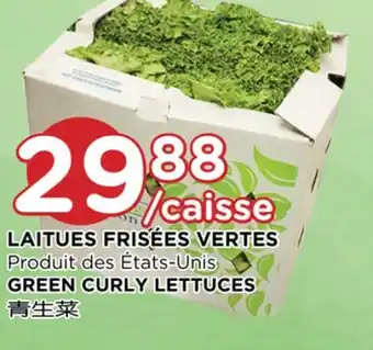 Kim Phat Green curly lettuces offer