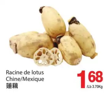 T&T Supermarket Racine de lotus offer