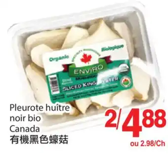 T&T Supermarket Pleurote huître noir bio offer
