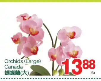 T&T Supermarket Orchids (large) offer