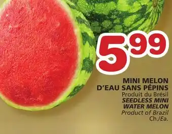 Marches Tradition Seedless mini water melon offer