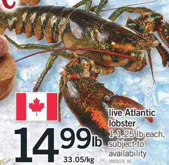 Fortinos Live atlantic lobster 33.05/kg offer