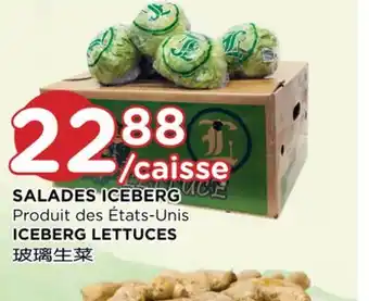 Kim Phat Iceberg lettuces offer